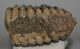 Mammuthus cf. meridionalis partial upper tooth (1736 grams) SOLD (E) 10 Mammuthus cf. meridionalis partial upper tooth (1736 grams) SOLD (E) 10