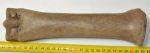 Equus sp. metacarpus bone (253 mm)