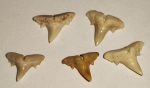 5 Abdounia minutissima shark teeth