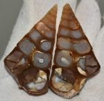 Agate snail fossil cut in two and polished from Morocco