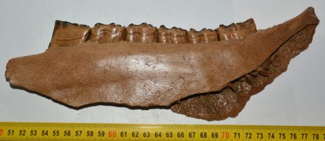 Equus sp. partial jaw (291 mm)