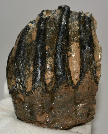 Mammuthus meridionalis részleges fog (969 gramm)