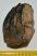 Mammuthus meridionalis részleges fog (969 gramm)
