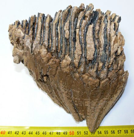 Mammuthus primigenius partial tooth (1579 grams)