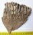 Mammuthus primigenius részleges fog (1579 gramm) ELFOGYOTT (LL B) 08