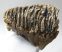 Mammuthus primigenius részleges fog (1579 gramm)