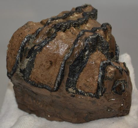 Mammuthus meridionalis részleges fog (550 gramm)