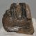 Mammuthus meridionalis részleges fog (550 gramm)