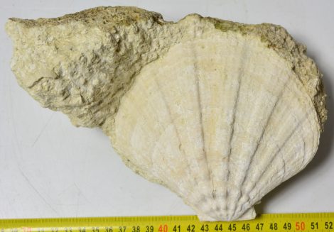 Gigantopecten nodosifornis from Hungary