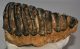 Mammuthus meridionalis tooth (1628 grams) Southern mammoth