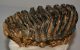 Mammuthus meridionalis tooth (1628 grams) Southern mammoth