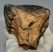 Mammuthus meridionalis tooth (1628 grams) Southern mammoth