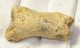 Ursus spelaeus toe bone (46 mm) proximal phalanges