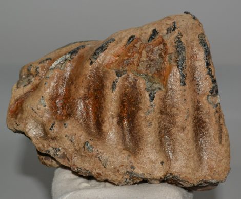Mammuthus sp. részleges fog (1686 gramm)