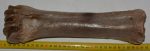 Bison priscus metatarsal bone (308 mm)
