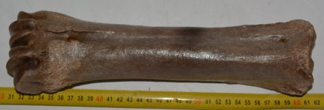 Bison priscus metatarsal bone (308 mm)