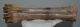 Bison priscus metatarsal bone (308 mm)