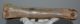 Bison priscus metatarsal bone (308 mm)