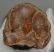 Bison priscus metatarsal bone (308 mm)