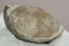 Terebratula ribeiroi brachiopod fossil