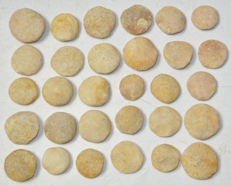 30 Nummulites perforatus from Hungary 30 Nummulites perforatus from Hungary