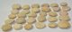 30 Nummulites perforatus from Hungary 30 Nummulites perforatus from Hungary