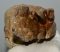 Mammuthus primigenius tooth (401 grams) SOLD (J) 09