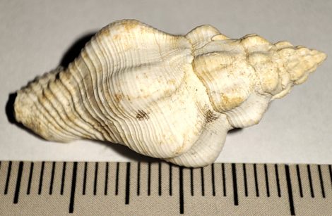 Editharus roncanus snail fossil from Gánt