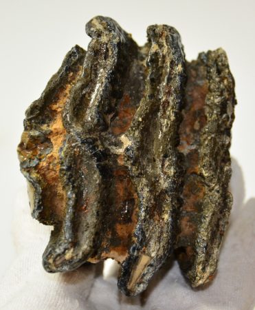 Mammuthus meridionalis részleges fog (479 gramm)