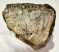 Mammuthus meridionalis részleges fog (479 gramm)