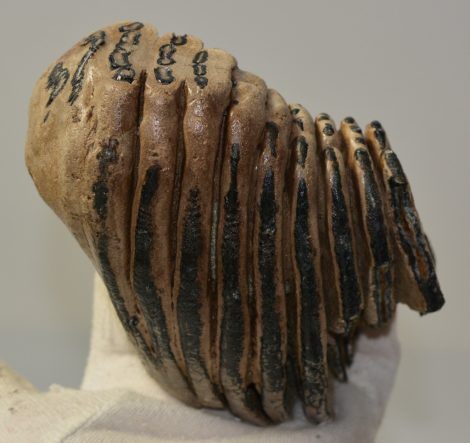 Mammuthus primigenius részleges fog (970 gramm)