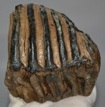 Mammuthus meridionalis részleges fog (1159 gramm)