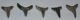 5 pieces Araloselachus cuspidatus shark tooth 