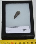 Stolokrosuchus lapparenti tooth from Niger