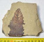   Quercus sp. részleges levél lenyomat a Zempléni hegységből ELFOGYOTT (TI) 01