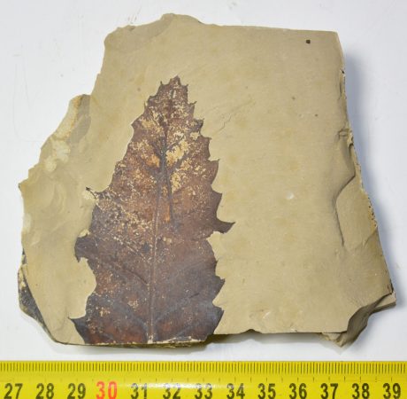 Quercus sp. partial leaf fossil SOLD (TI) 01