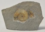 Promicroceras planicosta ammonite from England