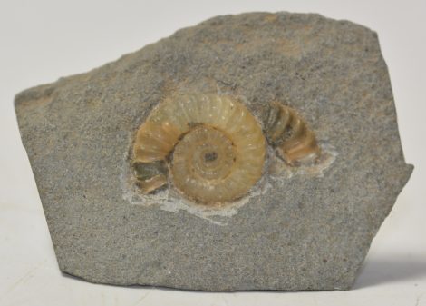 Promicroceras planicosta ammonite from England
