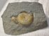 Promicroceras planicosta ammonite from England