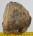 Mammuthus meridionalis részleges fog (921 gramm)