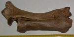   Gyapjas orrszarvú radius és ulna csont Coelodonta antiquitatis