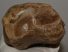 Gyapjas orrszarvú radius és ulna csont Coelodonta antiquitatis