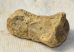  Ursus spelaeus toe bone (29 mm)