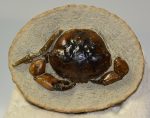 Pulalius vulgaris crab fossil