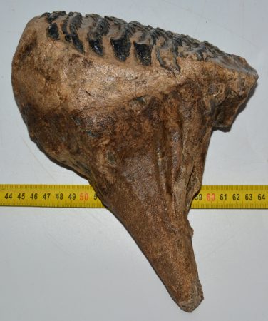 Mammuthus primigenius upper tooth (2319 grams) Woolly Mammoth