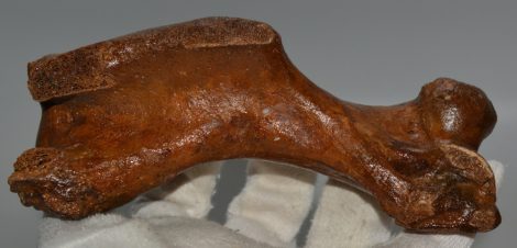 Nagy méretű fóka felkar csont (159 mm)