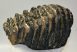 Mammuthus meridionalis tooth (1952 grams) Southern Mammoth 