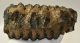 Mammuthus meridionalis tooth (1952 grams) Southern Mammoth 