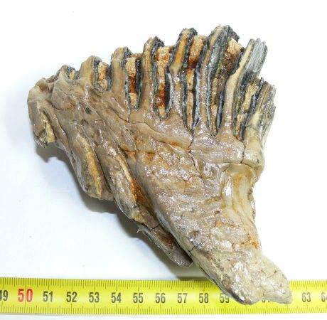 Mammuthus primigenius tooth (597 grams)