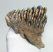 Mammuthus primigenius tooth (597 grams)